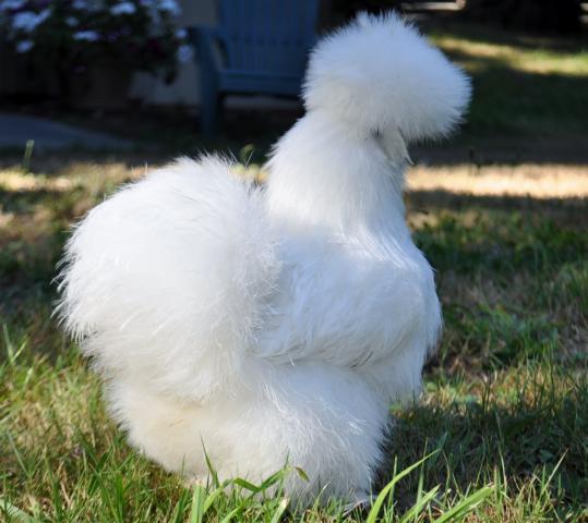 82816_more_silkie_outside_shots_009.jpg