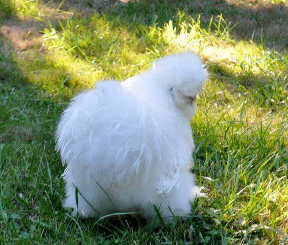 82816_more_silkie_outside_shots_012.jpg