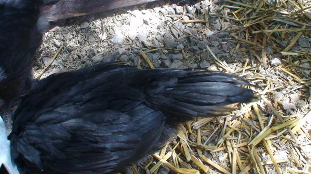 82883_dsc00653.jpg