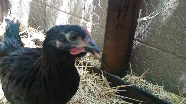 82883_dsc00936.jpg
