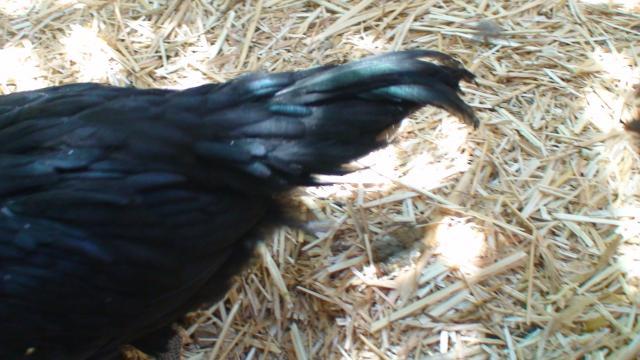 82883_dsc00939.jpg
