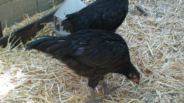 82883_dsc00945.jpg
