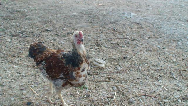 82883_pixie_chicken_004.jpg