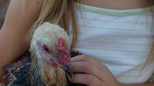 82883_pixie_chicken_005.jpg