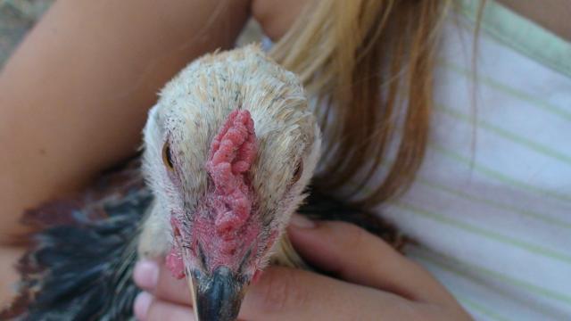 82883_pixie_chicken_007.jpg