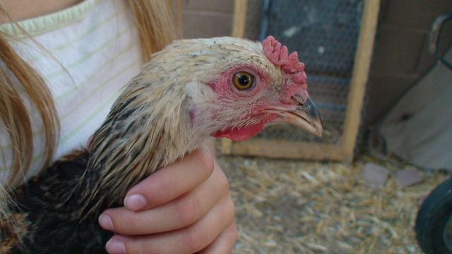 82883_pixie_chicken_008.jpg