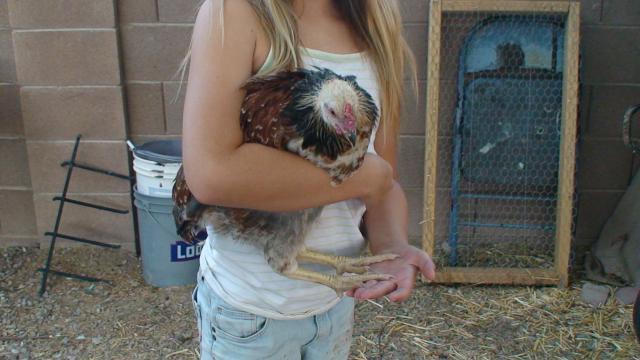 82883_pixie_chicken_010.jpg