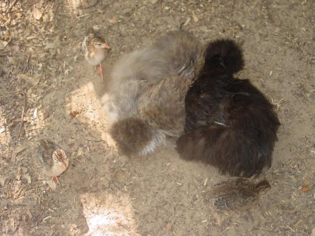 82888_dsc06493.jpg