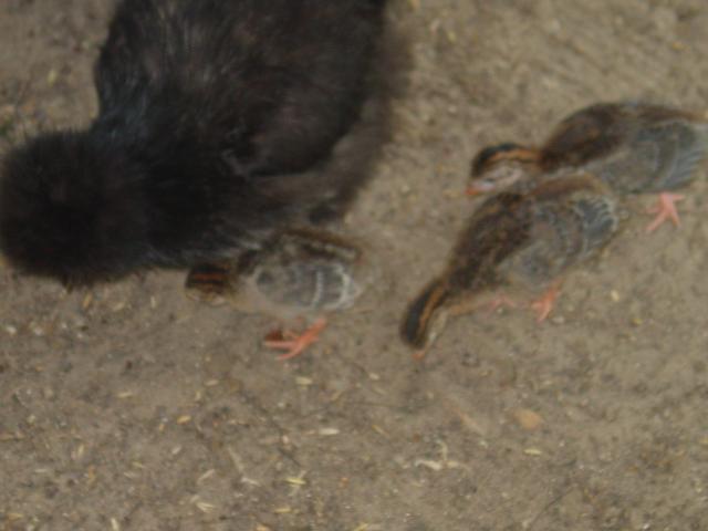 82888_dsc06498.jpg