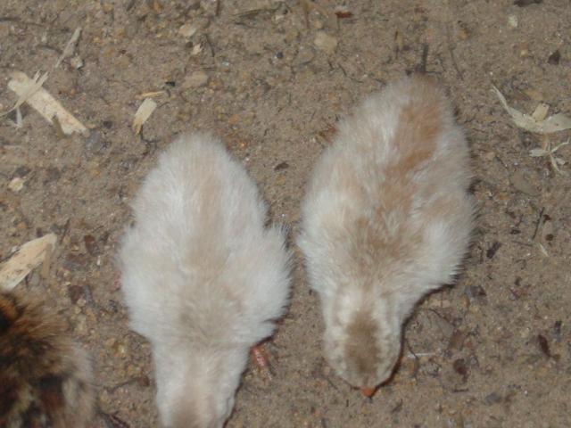 82888_dsc06529.jpg