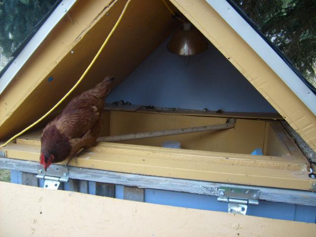 82993_chicken_coop_and_frostbite_001.jpg