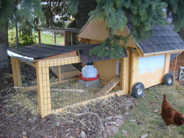 82993_chicken_coop_and_frostbite_003.jpg