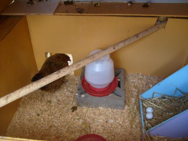 82993_chicken_coop_and_frostbite_005.jpg
