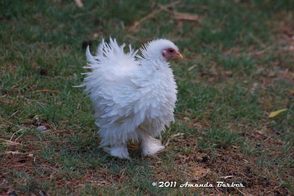 83023_chrysanthemum_walks.jpg