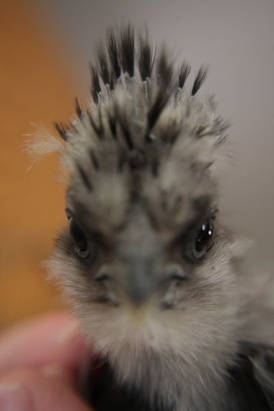 83023_floofie.jpg
