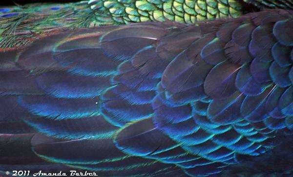 83023_peacock_wings.jpg