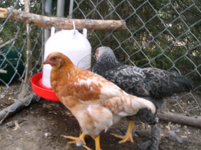 83076_chickens_etc_034.jpg