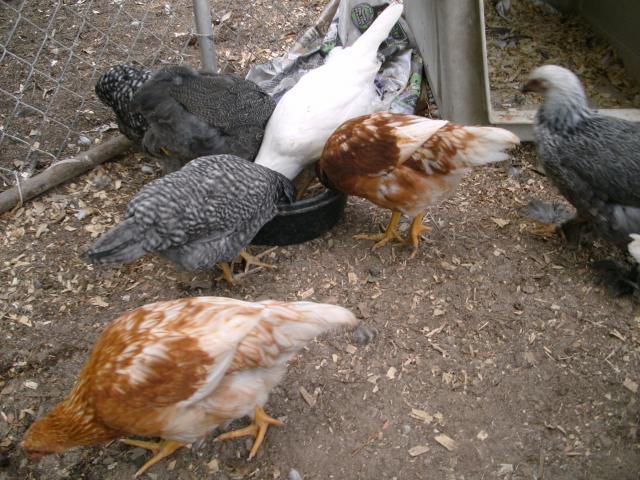 83076_chickens_etc_040.jpg