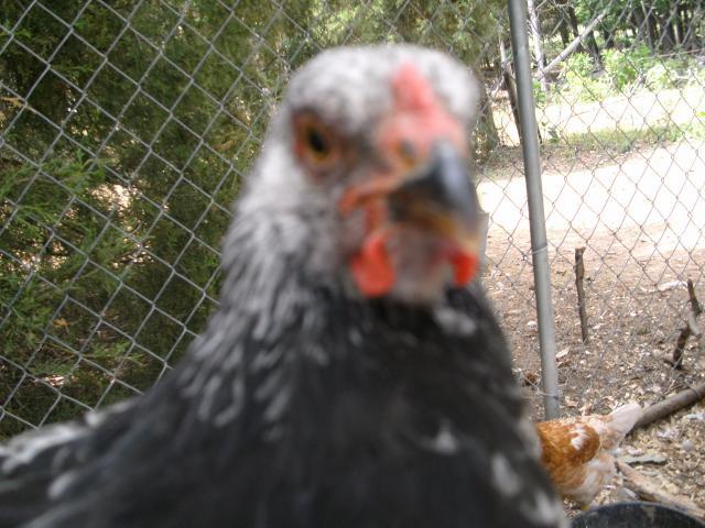 83076_chickens_etc_051.jpg