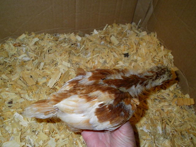 83091_biggiechick2.jpg
