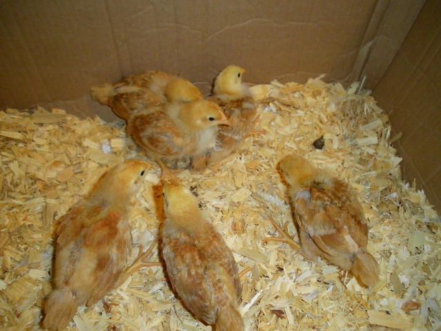 83091_med_chicks_1.jpg