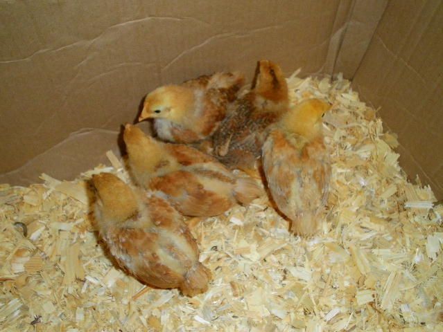 83091_med_chicks_5.jpg