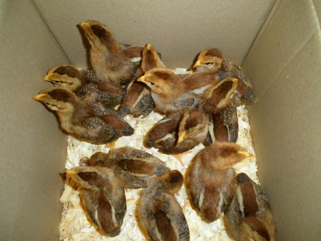 83091_wellie_teens_opahm_chicks_eggs_july_3_11_009.jpg