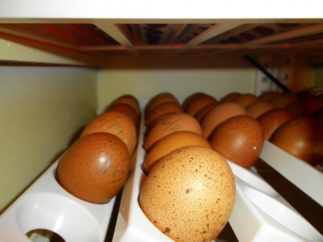83091_wellie_teens_opahm_chicks_eggs_july_3_11_021.jpg