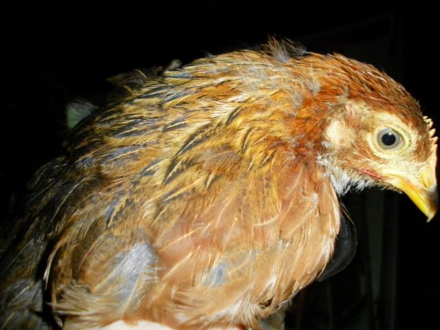 83091_wellie_teens_opahm_chicks_eggs_july_3_11_030.jpg