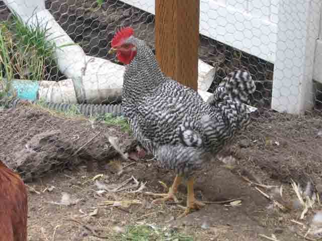 8309_barred_rock.jpg