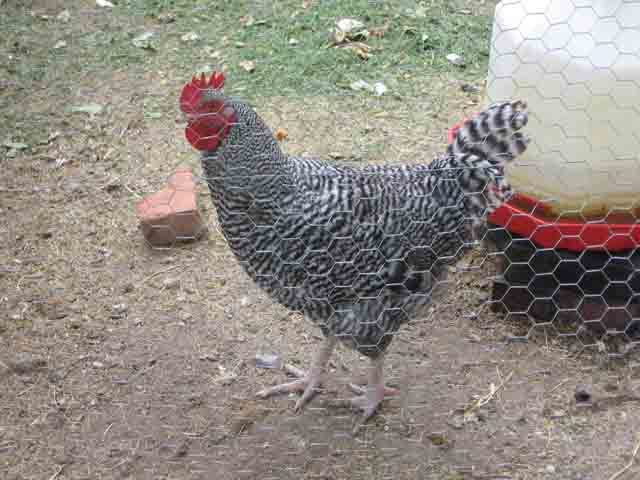 8309_cuckoo_maran1.jpg