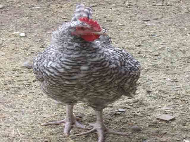 8309_cuckoo_maran2.jpg