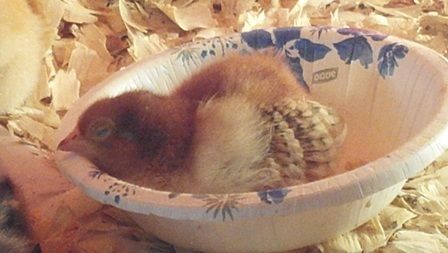 83110_sleeping_noodles.jpg