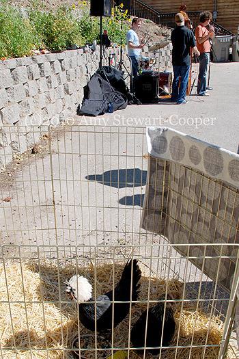 83135_after_party_chickens_and_live_band.jpg