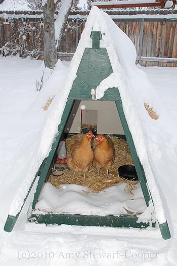 83135_chickens_in_the_run_in_the_snow.jpg