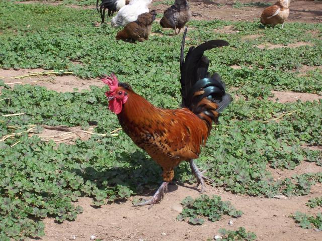 83142_chickens_3-22-10_022.jpg
