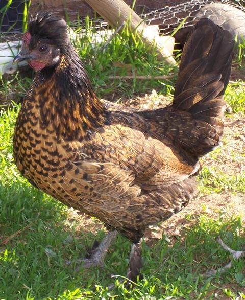 83142_polly_side_view_smaller.jpg