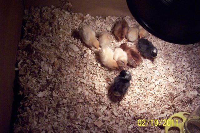 83151_spring_chicks.jpg