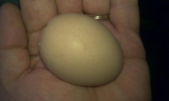 83169_first_egg_7-15-11.jpg