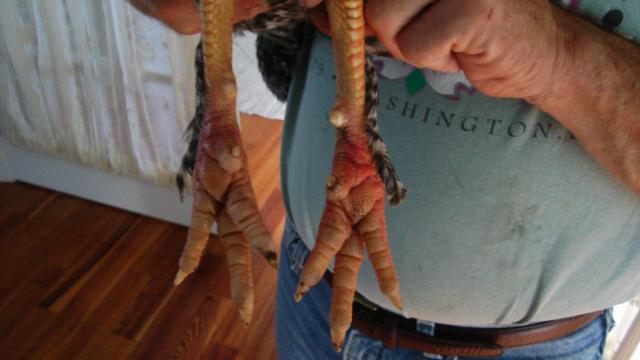 Help!!!rooster Limping And Very Red Feet- Pics Included ...