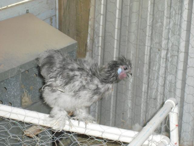 83209_chickens_001.jpg