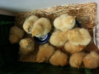 83241_deleware_chicks.jpg