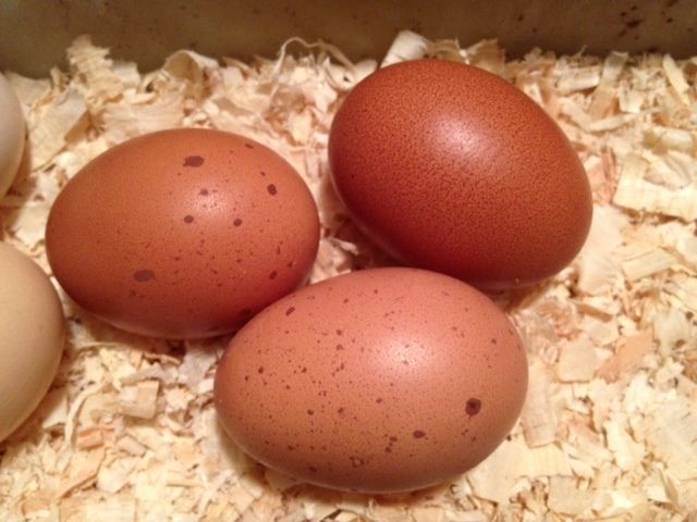 83244_wellie_eggsjpg.jpg