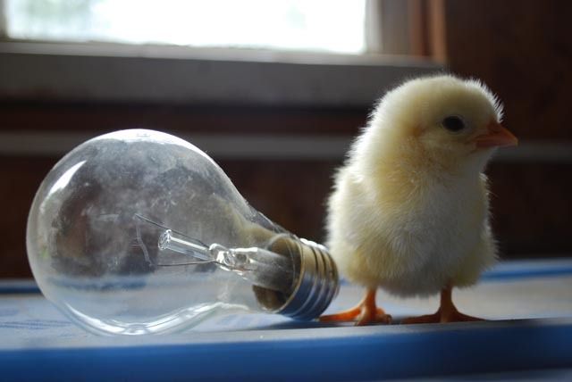 8324_chick_with_lightbulb.jpg