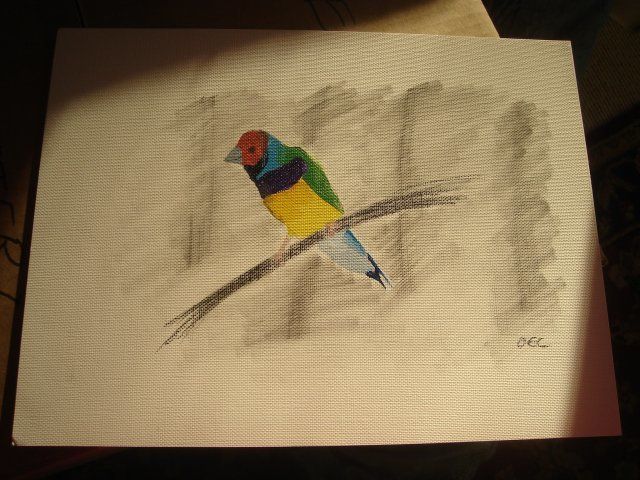8324_finchdraw.jpg