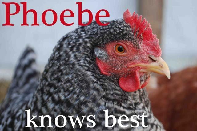 8324_phoebeforleadhen.jpg