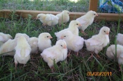 83267_chicksoutside2.jpg