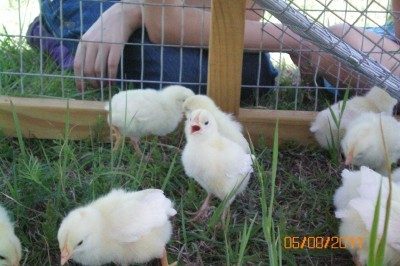 83267_chicksoutside3.jpg