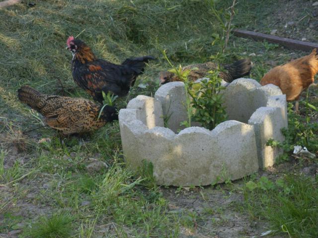 83305_sdc10226.jpg