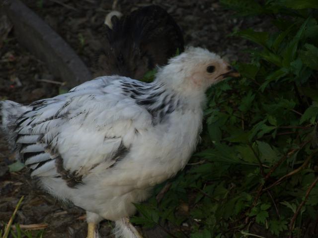 83305_sdc10227.jpg